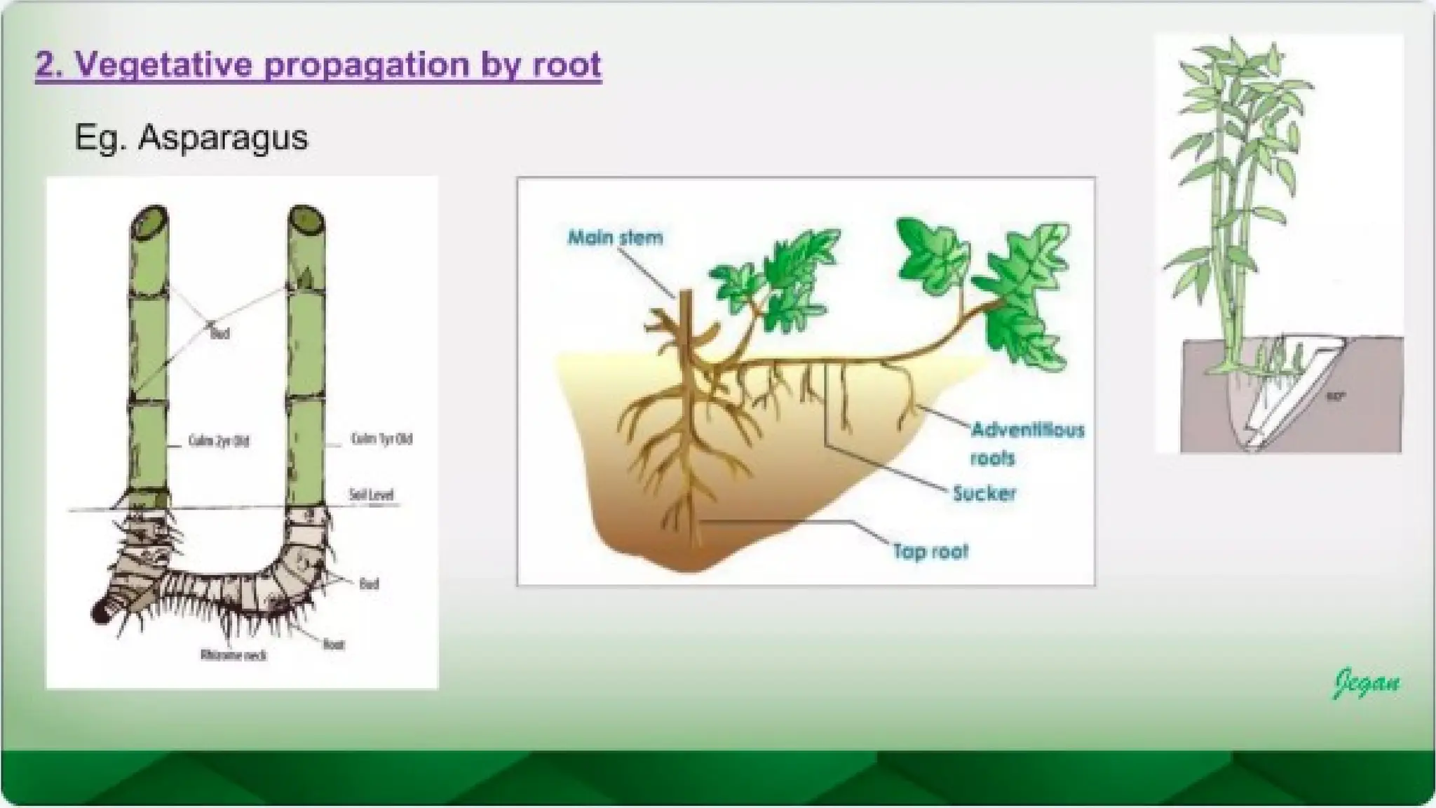 unit 2 cognoasy.pptx pharmacognosy  theory