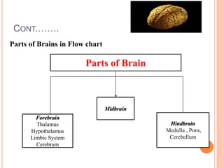 CONT.…….
Parts of Brains in Flow chart
Parts of Brain
Forebrain
Thalamus
Hypothalamus
Limbic System
Cerebrum
Midbrain
Hindbrain
Medulla , Pons,
Cerebellum
 
