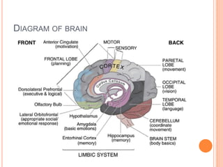 DIAGRAM OF BRAIN
 