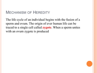 MECHANISM OF HEREDITY
The life cycle of an individual begins with the fusion of a
sperm and ovum. The origin of ever human life can be
traced to a single cell called zygote. When a sperm unites
with an ovum zygote is produced
 