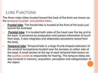 LOBE FUNCTIONS
The three major lobes located toward the back of the brain are known as
the temporal occipital, and parietal lobes.
1. Frontal lobe: The frontal lobe is located at the front of the brain just
behind the forehead
2. Parietal lobe: It is located both sides of the head near the top and to
the back. It perceives by analyzation and passes information of touch
from body. It also integrates and elaborates sensations raised from
the body
3. Temporal lobe: Temporal lobe is a large thumb-shaped extension of
the cerebral hemispheres located near the temples on either side of
the bead. A small section at the top of each temporal lobe known as
the auditory cortex is responsible for hearing. The tempura lobes are
also involved in memory, acquisition, perception and categorization of
the object.
 