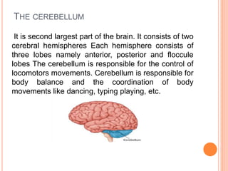 THE CEREBELLUM
It is second largest part of the brain. It consists of two
cerebral hemispheres Each hemisphere consists of
three lobes namely anterior, posterior and floccule
lobes The cerebellum is responsible for the control of
locomotors movements. Cerebellum is responsible for
body balance and the coordination of body
movements like dancing, typing playing, etc.
 