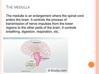 THE MEDULLA
The medulla is an enlargement where the spinal cord
enters the brain. It controls the process of
transmission of nerve impulses from the lower
regions to the other parts of the brain. It controls
breathing, digestion, respiration, etc.
 