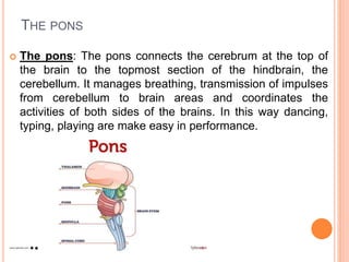 THE PONS
 The pons: The pons connects the cerebrum at the top of
the brain to the topmost section of the hindbrain, the
cerebellum. It manages breathing, transmission of impulses
from cerebellum to brain areas and coordinates the
activities of both sides of the brains. In this way dancing,
typing, playing are make easy in performance.
 