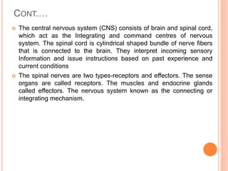 CONT.…
 The central nervous system (CNS) consists of brain and spinal cord,
which act as the Integrating and command centres of nervous
system. The spinal cord is cylindrical shaped bundle of nerve fibers
that is connected to the brain. They interpret incoming sensory
Information and issue instructions based on past experience and
current conditions
 The spinal nerves are two types-receptors and effectors. The sense
organs are called receptors. The muscles and endocrine glands
called effectors. The nervous system known as the connecting or
integrating mechanism.
 