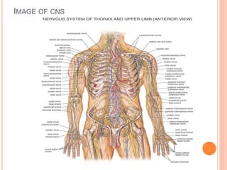 IMAGE OF CNS
 