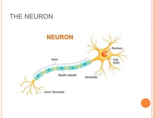 THE NEURON
 