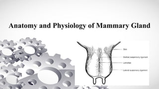 Anatomy and Physiology of Mammary Gland
 