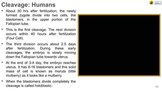 Cleavage: Humans
 About 30 hrs after fertilization, the newly
formed zygote divide into two cells, the
blastomers, in the upper portion of the
Fallopian tube.
 This is the first cleavage. The next division
occurs within 40 hours after fertilization
(Four Cell).
 The third division occurs about 2.5 days
after fertilization. During these early
cleavages, the embryo is slowly moving
down the Fallopian tube towards uterus.
 At the end of 3-4 day, the embryo reaches
uterus. It has 8-16 blastomers and this solid
mass of cell is known as morula (little
mulberry) as it looks like a mulberry.
 When the blastomers divide completely the
cleavage is called holoblastic. 11
 
