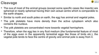 Cleavage
 The ova of most of the animal groups (except some specific cases like insects) are
spherical or nearly spherical having their own actual centre which is comparable to
the earth shapes.
 Similar to north and south poles on earth, the egg has animal and vegetal poles.
 The yolk platelets have more density than the active cytoplasm which also
contains the nucleus.
 The yolk platelets are concentrated more towards vegetal hemisphere.
 Therefore, when the egg lies in any fluid medium (the fundamental feature of most
of the eggs even in the apparently terrestrial eggs like those of birds etc.), the
vegetal pole tends to face the centre of gravity and animal pole is away from it.
14
 