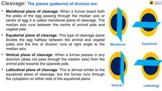 Cleavage: The planes (patterns) of division are:
 Meridional plane of cleavage: When a furrow bisect both
the poles of the egg passing through the median axis or
centre of egg it is called meridional plane of cleavage. The
median axis runs between the centre of animal pole and
vegetal pole.
 Equatorial plane of cleavage: This type of cleavage plane
divides the egg halfway between the animal and vegetal
poles and the line of division runs at right angle to the
median axis.
 Vertical plane of cleavage: When a furrow passes in any
direction (does not pass through the median axis) from the
animal pole towards the opposite pole.
 Latitudinal plane of cleavage: This is almost similar to the
equatorial plane of cleavage, but the furrow runs through
the cytoplasm on either side of the equatorial plane.
Equatorial
Meridional
Latitudinal
Vertical
15
 
