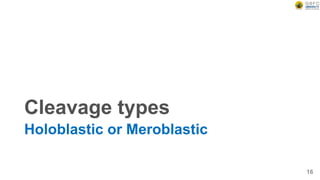 Cleavage types
Holoblastic or Meroblastic
16
 