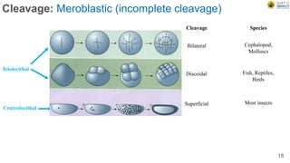 Cleavage: Meroblastic (incomplete cleavage)
Telolecithal
Centrolecithal
Cleavage Species
Bilateral Cephalopod,
Molluscs
Discoidal Fish, Reptiles,
Birds
Superficial Most insects
18
 