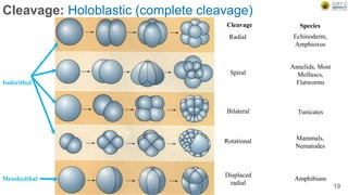 Cleavage: Holoblastic (complete cleavage)
Isolecithal
Mesolecithal
Cleavage Species
Radial Echinoderm,
Amphioxus
Spiral
Annelids, Most
Molluscs,
Flatworms
Bilateral Tunicates
Rotational Mammals,
Nematodes
Displaced
radial
Amphibians
19
 