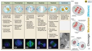 25
Cleavage:
Mechanism
(Mitosis)
 