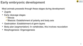 Early embryonic development
Most animals proceeds through these stages during development:
 Zygote
 Early cleavage stages
Morula
Blastula: Establishment of polarity and body axis
 Gastrulation: Establishment of germ layers
 Body plan (segmentation): In vertebrates, this involves neurulation
 Morphogenesis: Organogenesis
3
 