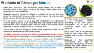Products of Cleavage: Morula
 Soon after fertilization, the mammalian zygote begins the process of
cleavage, which is the process by which the zygote rapidly divides without
growing to become multicellular.
 Cleavage uses the process of mitosis to replicate the genome and then
divide the cells in half; however, unlike normal mitosis, there is no growth
phase between divisions during cleavage.
 The first division occurs about a day after fertilization, and subsequent
divisions occur every 12 to 24 hours after that. the zygote divides several
times to form a mass of cells called a morula, which is an embryonic stage
consisting of a solid, compact mass of 16 or more cells.
 The morula is the first embryonic stage where mammalian cells can be
categorized as being either internal or external.
 The cells continue to divide, and when the mammalian morula reaches
the 64 cell stage, the internal and external cells become separate lineages.
 The internal cells are called the inner cell mass or ICM for short. The ICM will
eventually become the embryo itself and its surrounding membranes.
 The external cells are called trophoblast cells. The trophoblast cells will play
a key role in the process of implantation in the uterine wall and will eventually
become the chorion, which is the embryonic portion of the placenta.
30
A morula (Latin, morus: mulberry)
is an early-stage embryo
consisting of 16 cells (called
blastomeres) in a solid ball
contained within the zona
pellucida.
As a result, after some cleavage
divisions have taken place the
embryo has a shape resembling
mulberry.
Because of this superficial
resemblance this stage of
embryonic development of many
animals has been referred to as
morula (Latin for mulberry)
 