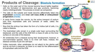 Second polar body
Blastomere
Zona pellucida
Embryoblast/
Progenators
Inner cell mass
Blastocoel
trophoblast
Products of Cleavage: Blastula formation
• Cells on the outer part of the morula become bound tightly together
with the formation of desmosomes and gap junctions, becoming
nearly indistinguishable. This process is known as compaction.
• The cells on the outside and inside become differentially fated into
trophoblast (outside) and inner cell mass (ICM) or embryoblast/
progenators (inside).
• A cavity forms inside the morula, by the active transport of sodium
ions from trophoblast cells and osmosis of water, called the
blastocoel.
• Now that the embryo has taken the form of a hollow ball of cells, it is
called a blastula.
• The trophoblast cells remain in a single outer layer surrounding the
blastocoel, and the cells of the ICM form a mass of cells on the inner
surface on one side of the blastula.
• All vertebrates form a blastula during their development; however, in
non-mammalian species, there is no inner cell mass. Instead, the
blastula consists of just one cell layer.
• Unlike mammals, other vertebrates do not attach to the uterine wall
and do not form a placenta, so there is no need for the differentiation
of trophoblast cells and the ICM.
31
 