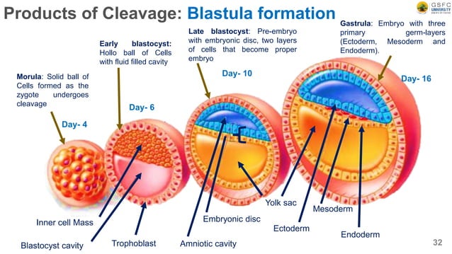 Cleavage: Definition, types, and mechanism | PPTX