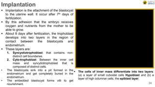 Implantation
 Implantation is the attachment of the blastocyst
to the uterine wall. It occur after 7th days of
fertilization.
 By this adhesion that the embryo receives
oxygen and nutrients from the mother to be
able to grow.
 About 8 days after fertilization, the trophoblast
develops into two layers in the region of
contact between the blastocysts and
endometrium.
 These layers are:
1. Syncystiotrophoblast: that contains non-
distinct cell boundaries.
2. Cyto-trophoblast: Between the inner cell
mass and syncytiotrophoblast that is
composed of distinct cells.
• The blastocysts sink into a pit formed in the
endometrium and get completely buried in the
endometrium.
• The embedded blastocyst forms villi to get
nourishment. 34
 The cells of inner mass differentiate into two layers:
(a) a layer of small cuboidal cells Hypoblast and (b) a
layer of high columnar cells, the epiblast layer.
 