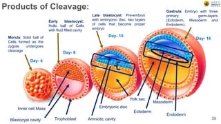Products of Cleavage:
Day- 4
Day- 6
Day- 10
Day- 16
Inner cell Mass
Blastocyst cavity Trophoblast
Embryonic disc
Amniotic cavity
Yolk sac
Ectoderm
Mesoderm
Endoderm
Morula: Solid ball of
Cells formed as the
zygote undergoes
cleavage
Early blastocyst:
Hollo ball of Cells
with fluid filled cavity
Late blastocyst: Pre-embryo
with embryonic disc, two layers
of cells that become proper
embryo
Gastrula: Embryo with three
primary germ-layers
(Ectoderm, Mesoderm and
Endoderm).
36
 