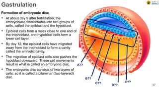 Gastrulation
Formation of embryonic disc
 At about day 9 after fertilization, the
embryoblast differentiates into two groups of
cells, called the epiblast and the hypoblast.
 Epiblast cells form a mass close to one end of
the trophoblast, and hypoblast cells form a
lower cell layer.
 By day 12, the epiblast cells have migrated
away from the trophoblast to form a cavity
called the amniotic cavity.
 The migration of epiblast cells also pushes the
hypoblast downward. These cell movements
result in what is called an embryonic disc.
 The embryonic disc consists of two layers of
cells, so it is called a bilaminar (two-layered)
disc.
37
A??
B??
C??
D??
E??
 