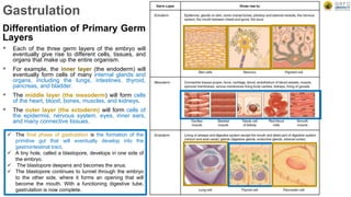 Gastrulation
Differentiation of Primary Germ
Layers
 Each of the three germ layers of the embryo will
eventually give rise to different cells, tissues, and
organs that make up the entire organism.
 For example, the inner layer (the endoderm) will
eventually form cells of many internal glands and
organs, including the lungs, intestines, thyroid,
pancreas, and bladder.
 The middle layer (the mesoderm) will form cells
of the heart, blood, bones, muscles, and kidneys.
 The outer layer (the ectoderm) will form cells of
the epidermis, nervous system, eyes, inner ears,
and many connective tissues.
 The final phase of gastrulation is the formation of the
primitive gut that will eventually develop into the
gastrointestinal tract.
 A tiny hole, called a blastopore, develops in one side of
the embryo.
 The blastopore deepens and becomes the anus.
 The blastopore continues to tunnel through the embryo
to the other side, where it forms an opening that will
become the mouth. With a functioning digestive tube,
gastrulation is now complete.
 