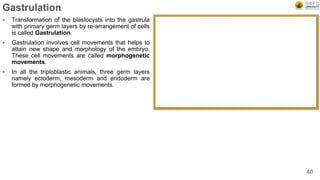 Gastrulation
 Transformation of the blastocysts into the gastrula
with primary germ layers by re-arrangement of cells
is called Gastrulation.
 Gastrulation involves cell movements that helps to
attain new shape and morphology of the embryo.
These cell movements are called morphogenetic
movements.
 In all the triploblastic animals, three germ layers
namely ectoderm, mesoderm and endoderm are
formed by morphogenetic movements.
40
 