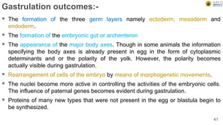 Gastrulation outcomes:-
 The formation of the three germ layers namely ectoderm, mesoderm and
endoderm.
 The formation of the embryonic gut or archenteron
 The appearance of the major body axes. Though in some animals the information
specifying the body axes is already present in egg in the form of cytoplasmic
determinants and or the polarity of the yolk. However, the polarity becomes
actually visible during gastrulation.
 Rearrangement of cells of the embryo by means of morphogenetic movements.
 The nuclei become more active in controlling the activities of the embryonic cells.
The influence of paternal genes becomes evident during gastrulation.
 Proteins of many new types that were not present in the egg or blastula begin to
be synthesized.
41
 
