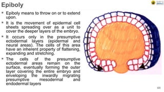 Epiboly
 Epiboly means to throw on or to extend
upon.
 It is the movement of epidermal cell
sheets spreading over as a unit to
cover the deeper layers of the embryo.
 It occurs only in the presumptive
ectodermal layers (epidermal and
neural areas). The cells of this area
have an inherent property of flattening,
expanding and stretching.
 The cells of the presumptive
ectodermal areas remain on the
surface, eventually forming the outer
layer covering the entire embryo and
enveloping the inwardly migrating
presumptive mesodermal and
endodermal layers
44
 