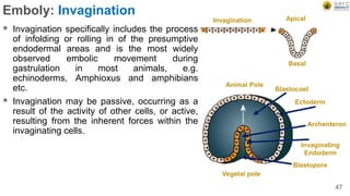 Emboly: Invagination
 Invagination specifically includes the process
of infolding or rolling in of the presumptive
endodermal areas and is the most widely
observed embolic movement during
gastrulation in most animals, e.g.
echinoderms, Amphioxus and amphibians
etc.
 Invagination may be passive, occurring as a
result of the activity of other cells, or active,
resulting from the inherent forces within the
invaginating cells.
47
Invagination
Basal
Apical
Animal Pole
Blastocoel
Ectoderm
Archenteron
Invaginating
Endoderm
Blastopore
Vegetal pole
 