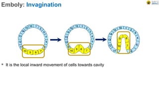 Emboly: Invagination
 It is the local inward movement of cells towards cavity
 