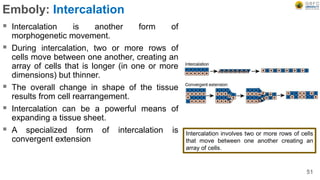 Emboly: Intercalation
 Intercalation is another form of
morphogenetic movement.
 During intercalation, two or more rows of
cells move between one another, creating an
array of cells that is longer (in one or more
dimensions) but thinner.
 The overall change in shape of the tissue
results from cell rearrangement.
 Intercalation can be a powerful means of
expanding a tissue sheet.
 A specialized form of intercalation is
convergent extension
51
Intercalation involves two or more rows of cells
that move between one another creating an
array of cells.
 