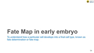 Fate Map in early embryo
To understand how a particular cell develops into a final cell type, known as
fate determination or fate map.
54
 
