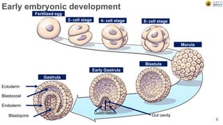 Early embryonic development
6
Fertilized egg
2- cell stage 4- cell stage 8- cell stage
Morula
Blastula
Early Gastrula
Gastrula
Ectoderm
Endoderm
Blastocoel
Blastopore
Gastrulation
Gut cavity
 