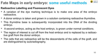 Fate Maps in early embryo: some useful methods
Radioactive Labelling and Fluorescent Dyes
 A variation of the dye marking technique is to make one area of the embryo
radioactive.
 A donor embryo is taken and grown in a solution containing radioactive thymidine.
 This thymidine base is subsequently incorporated into the DNA of the dividing
embryo.
 A second embryo, acting as the host embryo, is grown under normal conditions.
 The region of interest is cut off from the host embryo and is replaced by a radioac-
tive graft from the donor embryo.
 The cells that are radioactive will be the descendants of the cells of the graft, and
are distinguished by autoradiography.
60
 