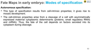 Fate Maps in early embryo: Modes of specification
Autonomous specification:
 This type of specification results from cell-intrinsic properties; it gives rise to
mosaic development.
 The cell-intrinsic properties arise from a cleavage of a cell with asymmetrically
expressed maternal cytoplasmic determinants (proteins, small regulatory RNAs
and mRNA). Thus, the fate of the cell depends on factors secreted into its
cytoplasm during cleavage.
62
 