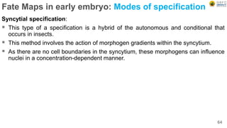 Fate Maps in early embryo: Modes of specification
Syncytial specification:
 This type of a specification is a hybrid of the autonomous and conditional that
occurs in insects.
 This method involves the action of morphogen gradients within the syncytium.
 As there are no cell boundaries in the syncytium, these morphogens can influence
nuclei in a concentration-dependent manner.
64
 