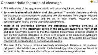 Characteristic features of cleavage
 All the divisions of the zygote are mitotic and occur in quick succession.
 Synchronisation of cell divisions of blastomeres: The early blastomeres divide
simultaneously (synchronously) producing two blastomeres from zygote followed
by 4,8,16.32,64 blastomeres and so on, in most cases. However, such
synchronisation is lost, during later cleavage divisions.
 There is no interphase between two successive cleavage divisions in
blastomeres, or the Interphase period in the cleavage divisions is very short
and does not involve growth so that the resulting blastomeres becomes smaller in
size as their number increases i.e. there is no growth in the amount of cytoplasm
in the derived blastomeres with the result that the size of daughter blastomeres
continues to decrease during successive cleavages.
 The size of the nucleus remains practically unchanged. Therefore, the nucleus:
cytoplasm ratio, which is very small in the fertilized egg cell or zygote, continues to
increase in the blastomeres, derived from successive cleavage divisions. 9
 