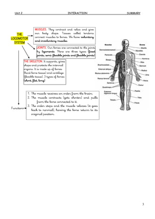 Unit 2 INTERACTION SUMMARY
3
THE
LOCOMOTOR
SYSTEM
Function
1. The muscle receives an order from the brain.
2. The muscle contracts (gets shorter) and pulls
from the bone connected to it.
3. The order stops and the muscle relaxes (it goes
back to normal), having the bone return to its
original position.
MUSCLES. They contract and relax and give
our body shape. Tissues called tendons
connect muscles to bones. We have voluntary
and involuntary muscles.
JOINTS. Our bones are connected to the joints
by ligaments. There are three types (fixed
joints, semi-flexible joints and flexible joints)
THE SKELETON. It supports, gives
shape and protects the internal
organs. It is made up of bones
(hard bone tissue) and cartilage
(flexible tissue). 3 types of bones
(short, flat, long)
 