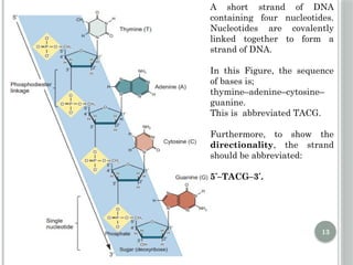 Comprehensive Overview of DNA Replication Mechanisms and Enzymes | PPTX