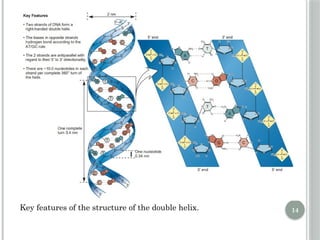 Comprehensive Overview of DNA Replication Mechanisms and Enzymes | PPTX