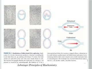 Comprehensive Overview of DNA Replication Mechanisms and Enzymes | PPTX