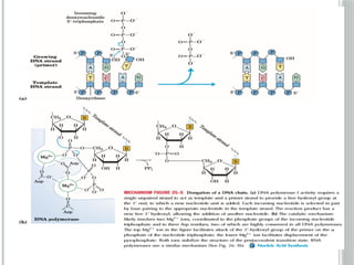 Comprehensive Overview of DNA Replication Mechanisms and Enzymes | PPTX