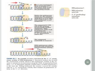 Comprehensive Overview of DNA Replication Mechanisms and Enzymes | PPTX