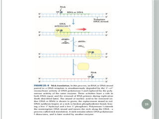 Comprehensive Overview of DNA Replication Mechanisms and Enzymes | PPTX