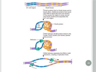 Comprehensive Overview of DNA Replication Mechanisms and Enzymes | PPTX