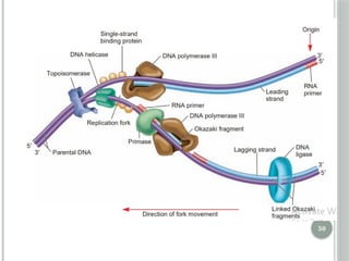 Comprehensive Overview of DNA Replication Mechanisms and Enzymes | PPTX
