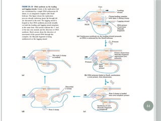 Comprehensive Overview of DNA Replication Mechanisms and Enzymes | PPTX
