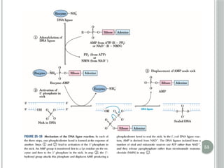Comprehensive Overview of DNA Replication Mechanisms and Enzymes | PPTX